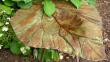 tn_gallery_41048_4713_118258.jpg