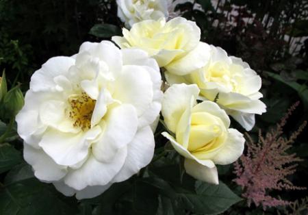 gallery_276_1662_42084.jpg