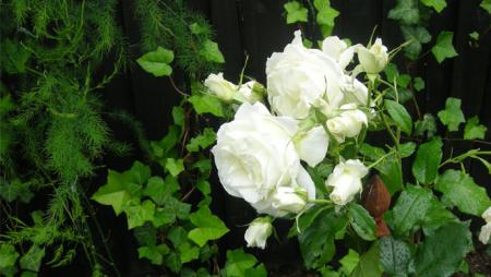 gallery_41048_4705_31961.jpg