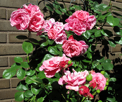gallery_276_1250_18457.jpg