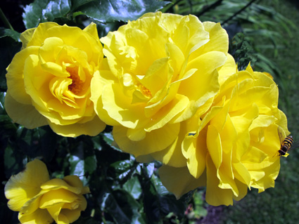 gallery_276_1646_3673.jpg