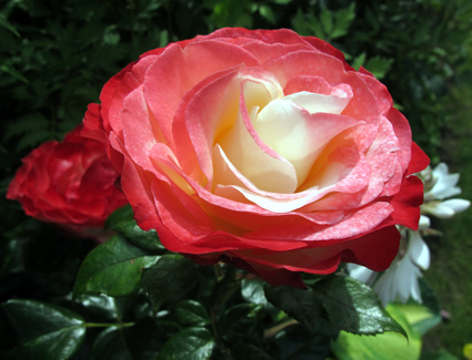 gallery_276_1648_47238.jpg