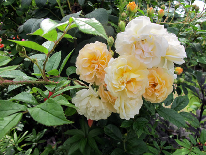 gallery_276_1649_69551.jpg