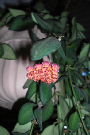 gallery_76606_5285_8058.jpg