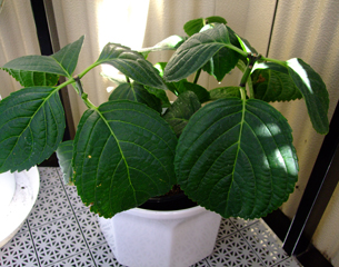 gallery_14681_5247_24760.jpg
