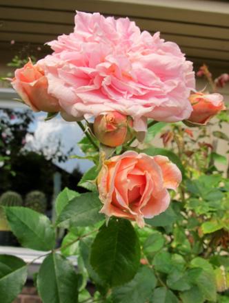gallery_276_1250_63368.jpg