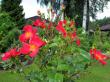 tn_gallery_276_1662_17013.jpg