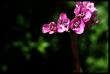 tn_gallery_24388_3602_15184.jpg