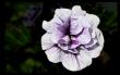 tn_gallery_24388_3602_43512.jpg