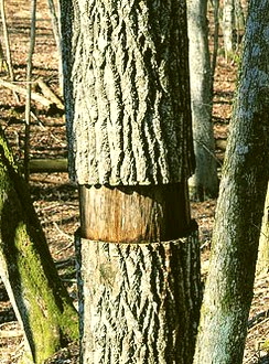 gallery_126_5105_3816.jpg