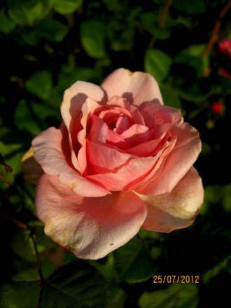 gallery_71323_5141_27049.jpg