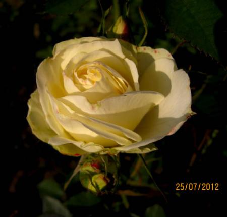 gallery_71323_5141_35683.jpg