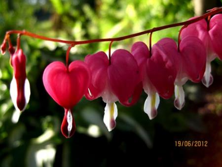 gallery_71323_5141_39047.jpg