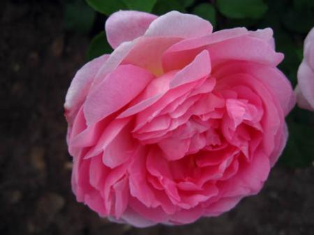 gallery_71323_5141_39065.jpg