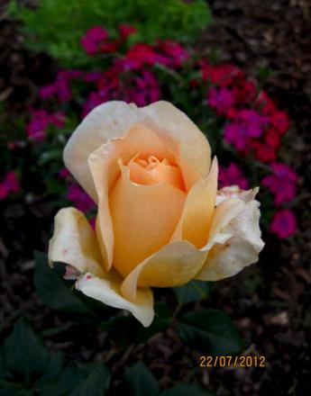 gallery_71323_5141_48057.jpg