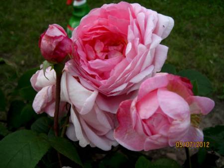 gallery_71323_5141_56147.jpg