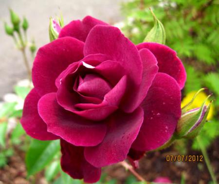 gallery_71323_5141_60814.jpg