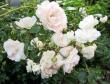 tn_gallery_276_1248_27584.jpg