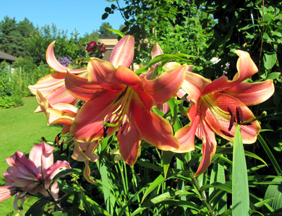 gallery_276_1323_21362.jpg
