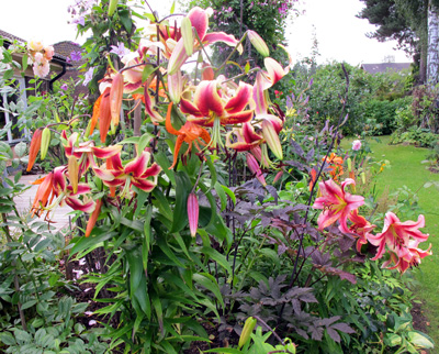 gallery_276_1323_3782.jpg