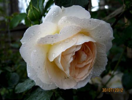 gallery_71323_5141_14721.jpg