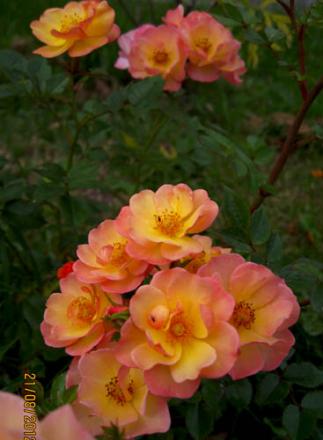 gallery_71323_5141_24890.jpg
