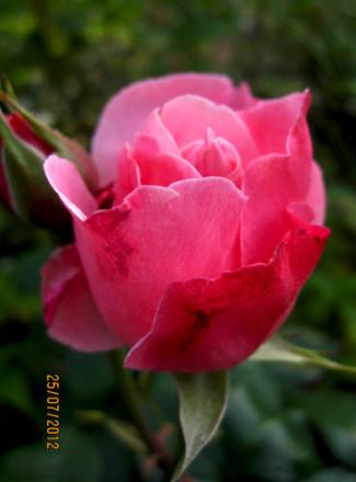 gallery_71323_5141_25264.jpg