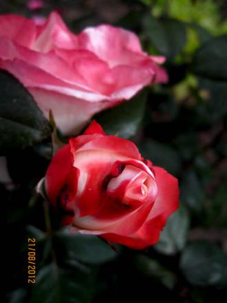gallery_71323_5141_28070.jpg