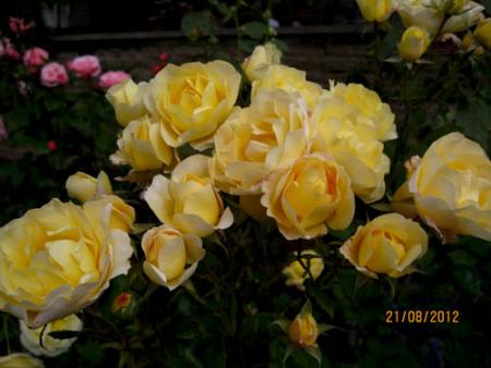 gallery_71323_5141_28861.jpg