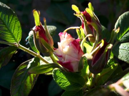 gallery_71323_5141_3332.jpg