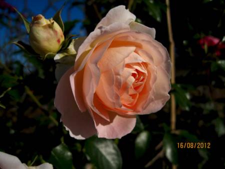 gallery_71323_5141_34474.jpg