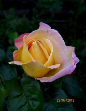 gallery_71323_5141_35064.jpg