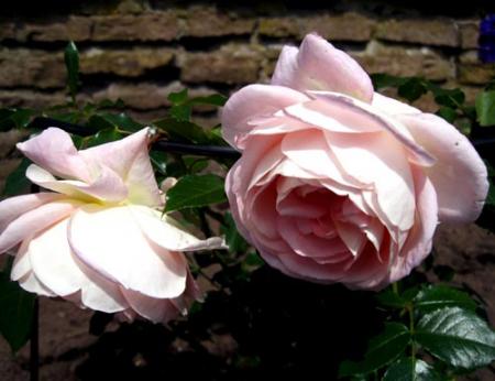 gallery_71323_5141_36041.jpg