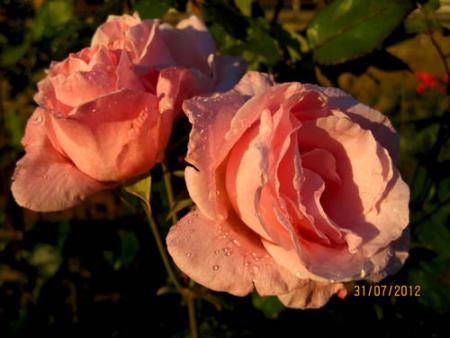 gallery_71323_5141_40631.jpg