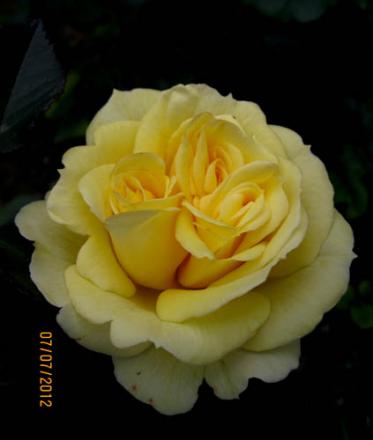 gallery_71323_5141_42218.jpg