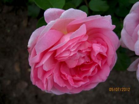 gallery_71323_5141_42685.jpg