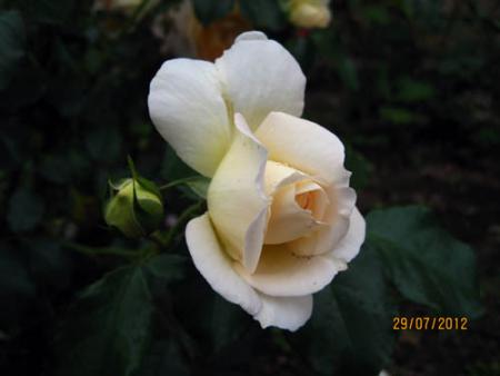 gallery_71323_5141_5089.jpg