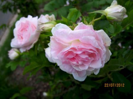gallery_71323_5141_5478.jpg