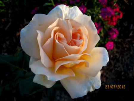 gallery_71323_5141_6126.jpg
