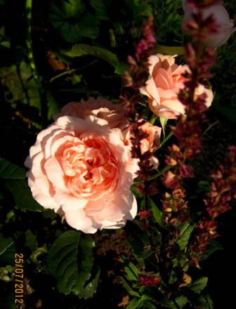 gallery_71323_5141_63357.jpg