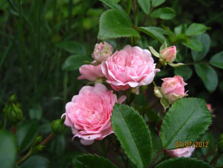 gallery_71323_5141_9350.jpg