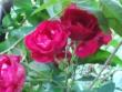 tn_gallery_9159_3724_42369.jpg