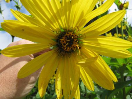 gallery_1307_487_207751.jpg