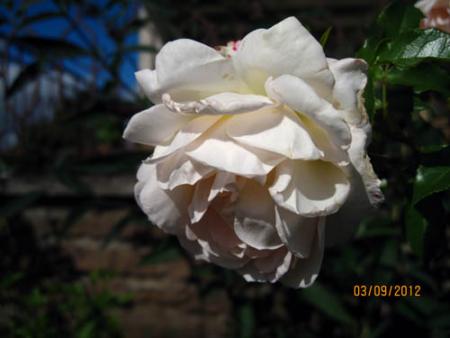 gallery_71323_5141_10422.jpg