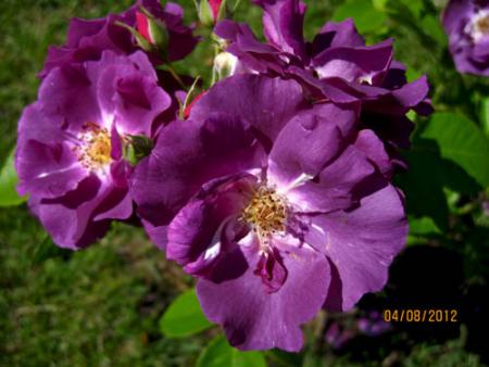gallery_71323_5141_12459.jpg