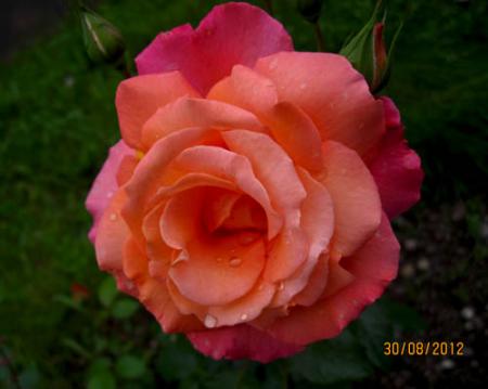 gallery_71323_5141_1353.jpg