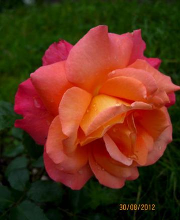 gallery_71323_5141_21312.jpg