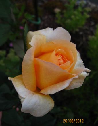 gallery_71323_5141_25158.jpg