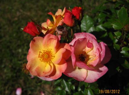 gallery_71323_5141_26033.jpg