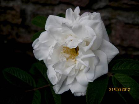 gallery_71323_5141_2767.jpg
